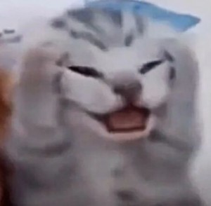 Create meme: meme kitten, cat, screaming cat