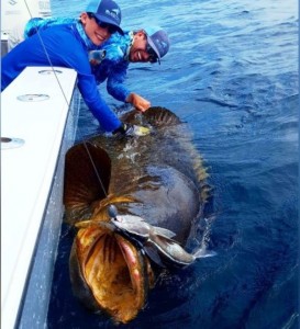 Создать мем: палтус фото, goliath grouper, grouper monster