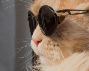 Create meme: glasses, cats