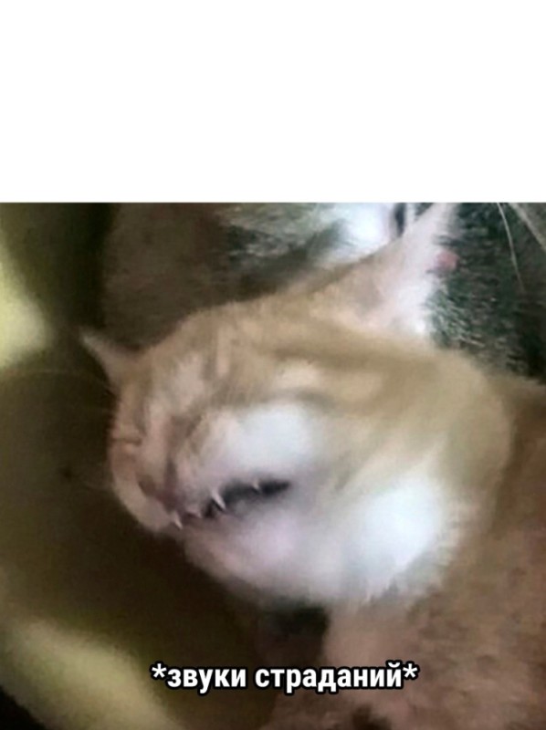 Create meme: Suffering cat, crying cat, cat 