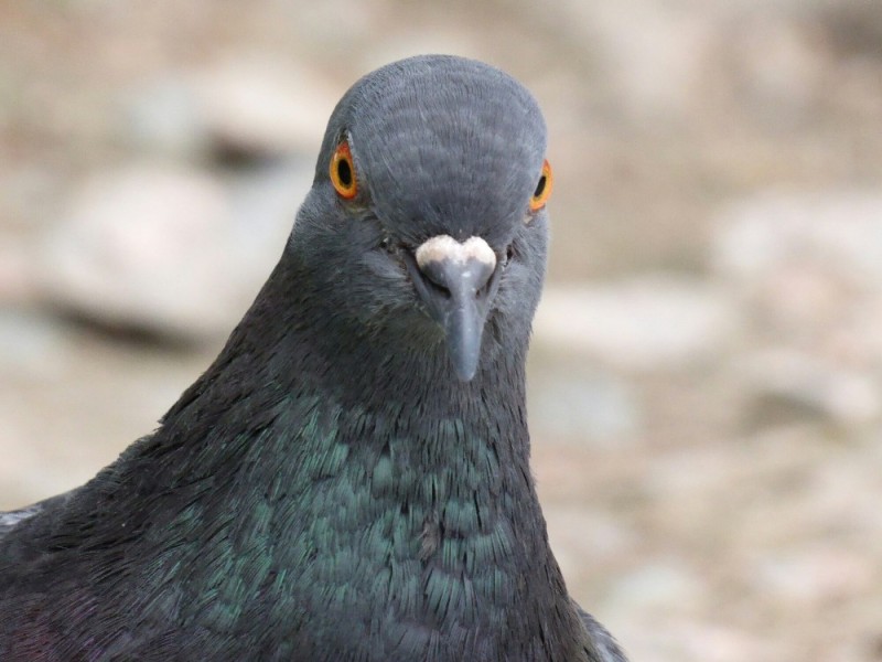 Create meme: grey dove, dove common , blue pigeon