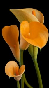 Create meme: the flowers are beautiful, calla, Calla lilies