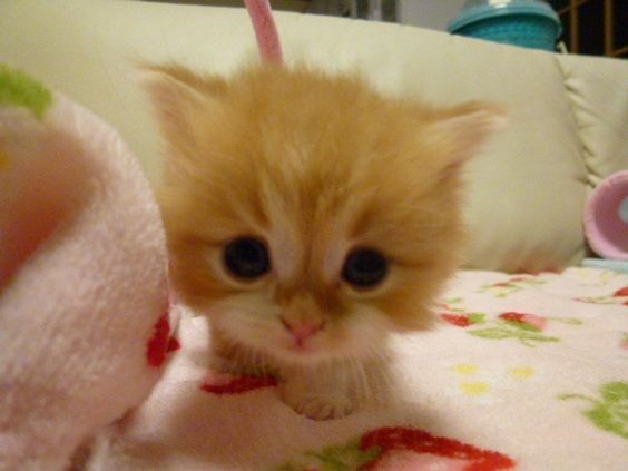 Create meme: cat kitten, adorable kittens, ginger kitten 