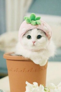 Создать мем: кошки милые, милые котики, очаровательные котики