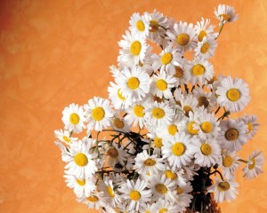 Create meme: daisies bouquet , Daisy , a beautiful bouquet of daisies