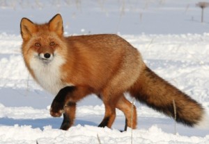 Создать мем: vulpes vulpes, животные, red fox