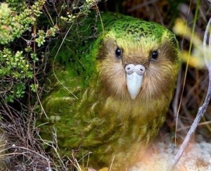 Create meme: bird kakapo, owl parrot kakapo, parrot, kakapo new Zealand