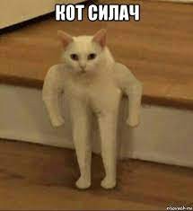 Create meme: cat, meme Polyot, Polyot