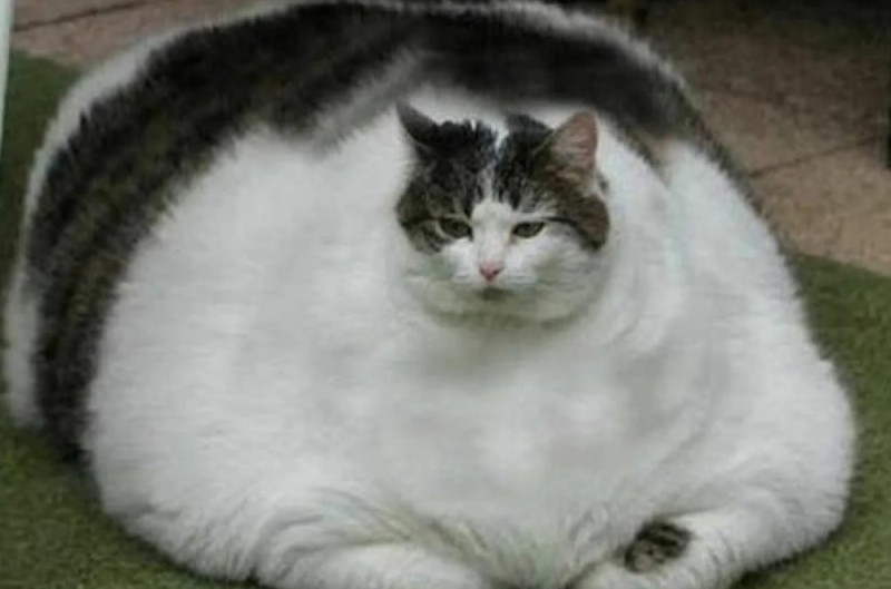 Создать мем: самая толстая кошка, самые жирные коты, жирный кот