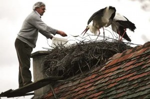 Создать мем: аисты свили гнездо на крыше дома, аист на крыше, гнездо аиста