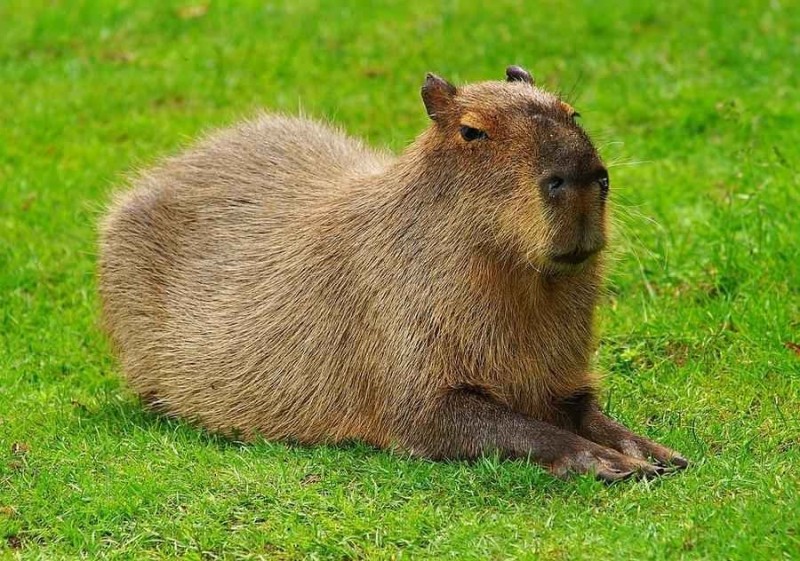 Create meme: little capybara, big capybara guinea pig, rodent capybara