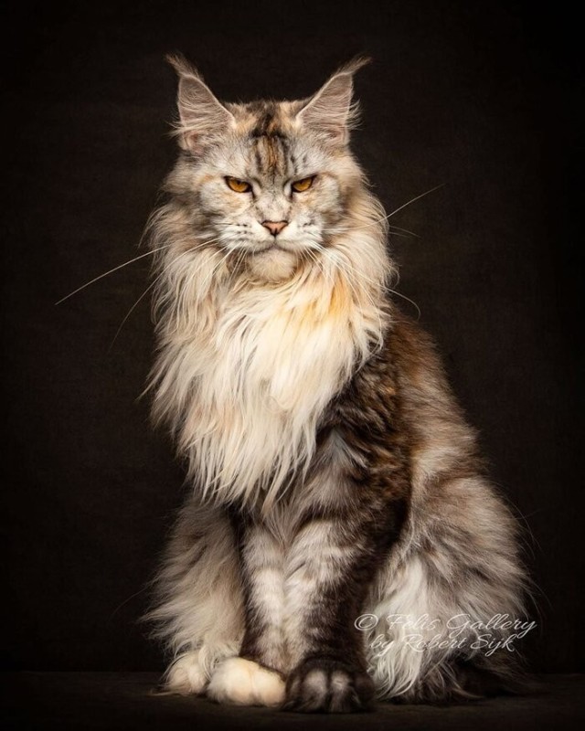 Create meme: cat Maine Coon, maine coon cat, maine coon breed