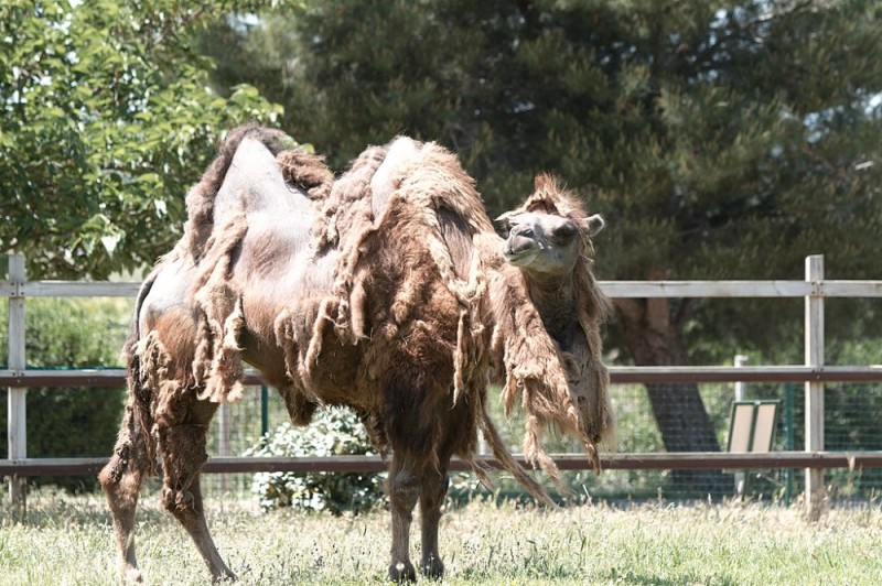 Create meme: Bactrian camel, moscow zoo camel, camel 