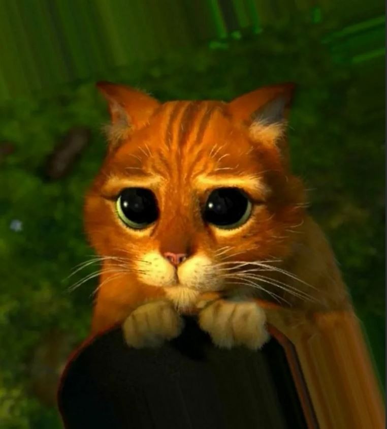 Кот из шрека фото с грустными глазами