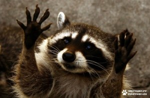 Create meme: raccoons, harmful raccoon, raccoon