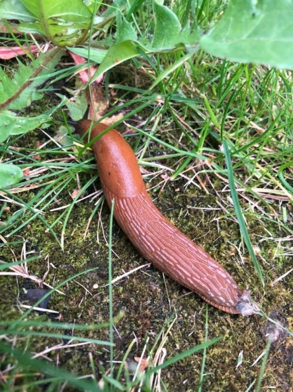 Create meme: The red-haired slug, arion vulgaris slug, slug 