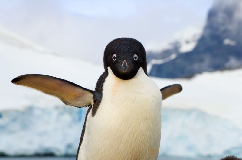 Create meme: penguin , photos of penguins, penguin 