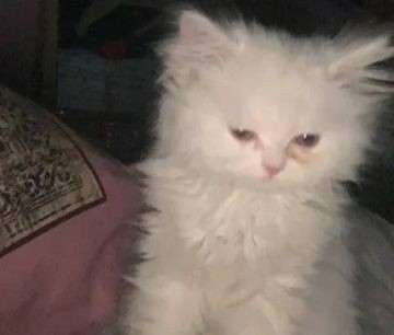 Create meme: fluffy , fluffy kitten, Persian cat 