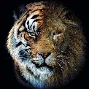 Create meme: tiger, Leo, lion tiger
