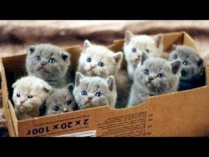 Create meme: a box of kittens, kittens, kitties