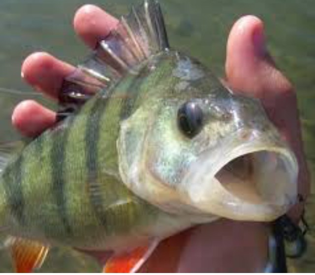 Create meme: perch fishing, large perch, perch is a river fish