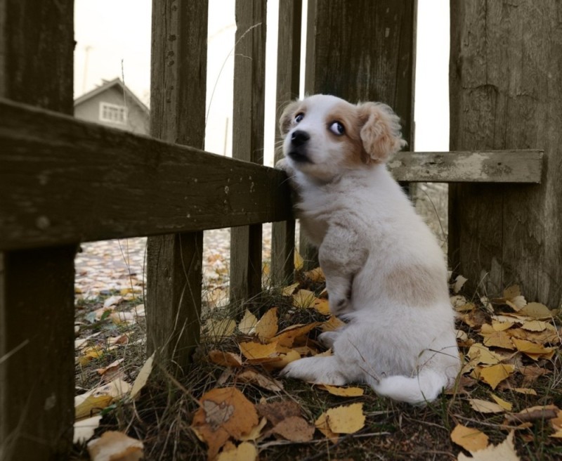 Create meme: puppy, an offended animal, The offended puppy