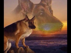 Create meme: German shepherd, shepherd max, dog German shepherd