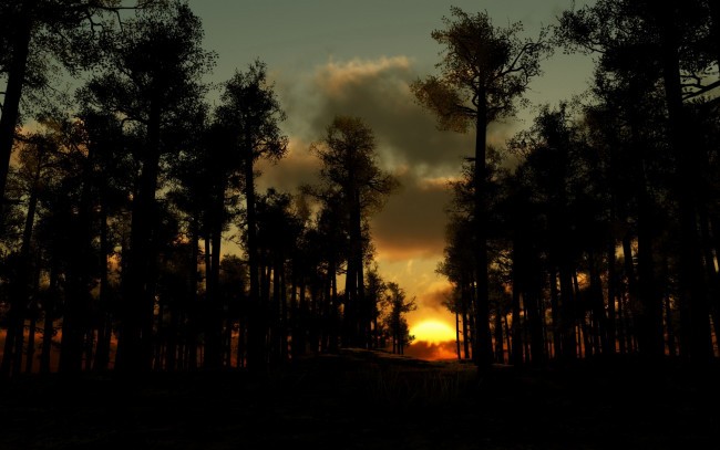 Create meme: forest in the evening, sunset forest, evening forest