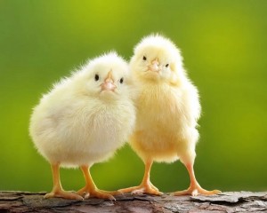 Create meme: the chick is cute, small Chicks