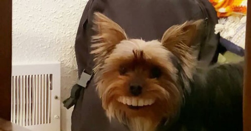 Создать мем: yorkshire, собака йоркширский, yorkshire terrier