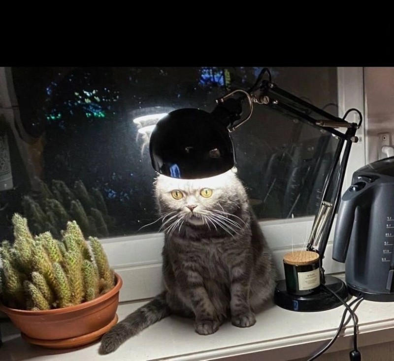 Create meme: cat with lamp meme, the cat under the lamp, cat 