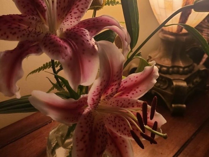 Create meme: pink lilies, beautiful lily flowers, lily flowers