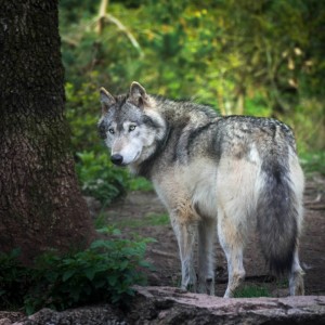 Создать мем: волк лес, большой серый волк, волк canis lupus