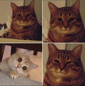Create meme: memes with cats