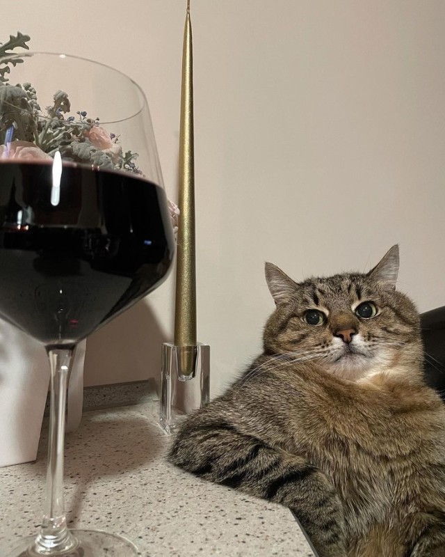 Create meme: The cat in the glass, cat stepan with wine, seals with wine