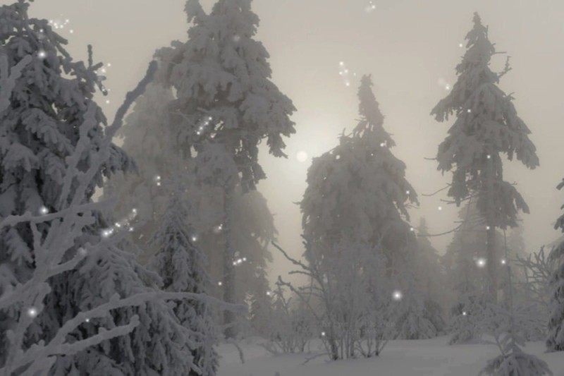 Create meme: winter forest, winter, darkness