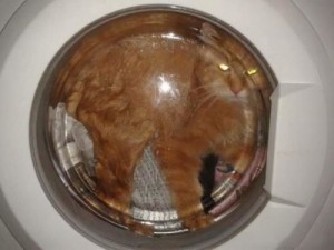 Create meme: wash, find the cat, cats in the washing machine photo
