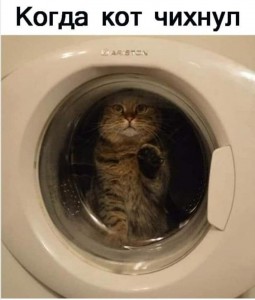 Create meme: cat funny, the washer, cat