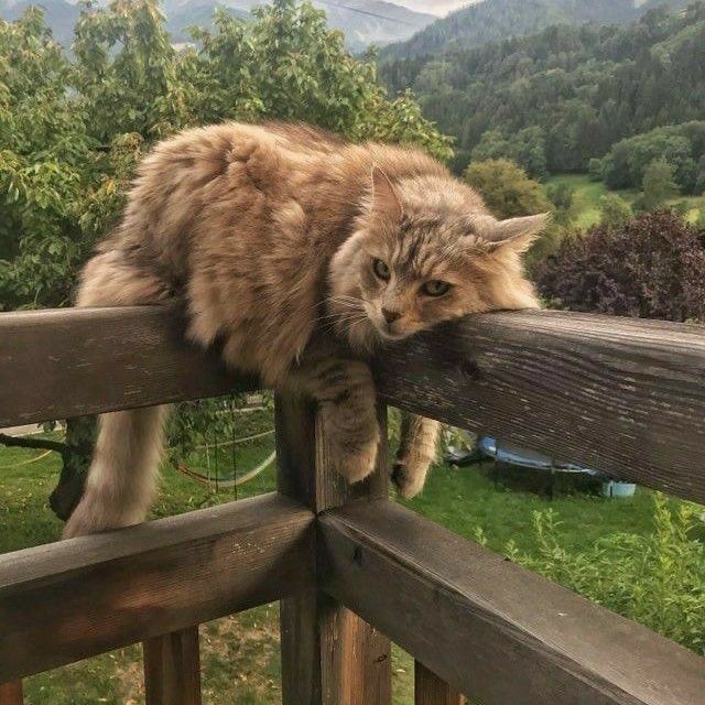 Create meme: cat , forest cat, cats in the mountains