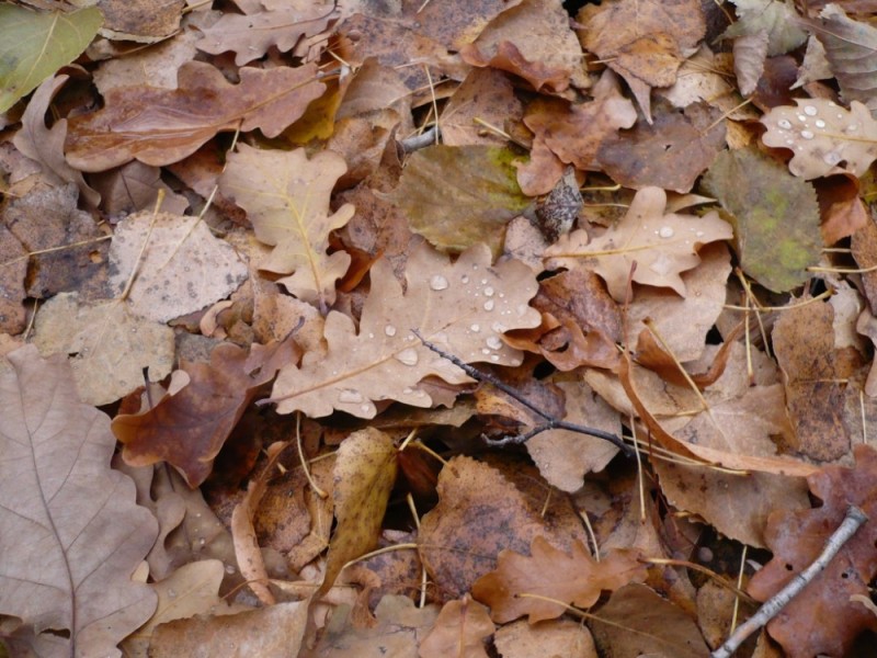 Создать мем: опавшие листья, осенний дубовый лист, осенняя листва