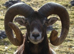 Create meme: jealous, RAM, mouflon