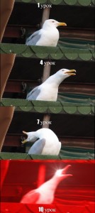 Create meme: seagull, Seagull meme, screaming Seagull meme