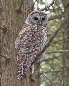 Create meme: a barred owl, owl bird