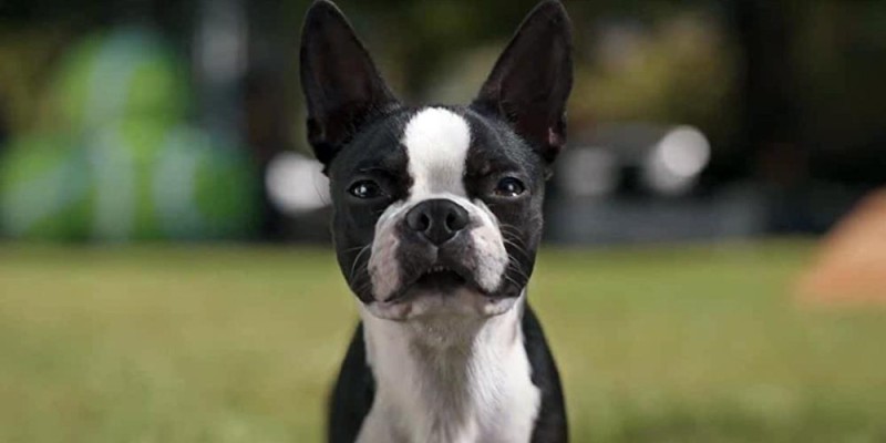 Create meme: Boston Terrier, the breed Boston Terrier, boston terrier