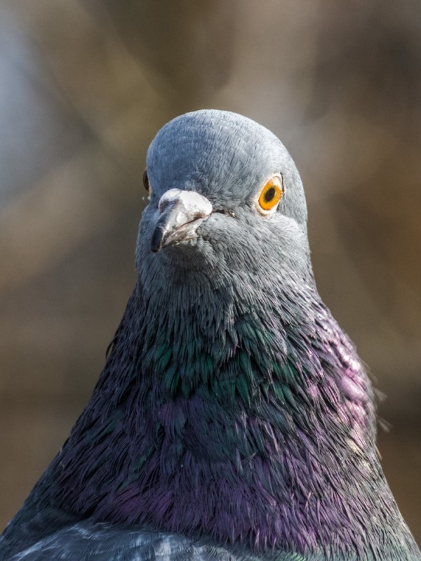 Create meme: grey dove, dove common , pigeon bird 