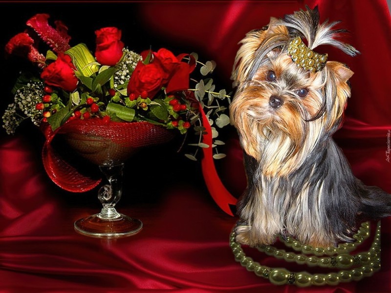 Create meme: Yorkshire Terrier , beaver is a Yorkshire terrier, dog Yorkshire Terrier