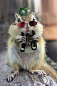 Create meme: animals cute, good morning funny, squirrel
