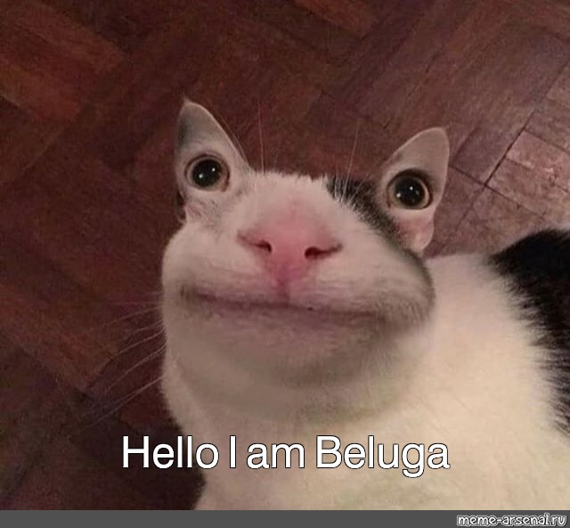 Beluga The Cat Hakosh1307 GIF - Beluga The Cat Hakosh1307 Hakosh - Discover  & Share GIFs