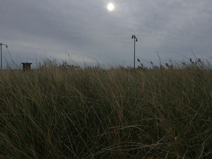 Create meme: nature , Evening in the field, field meadow