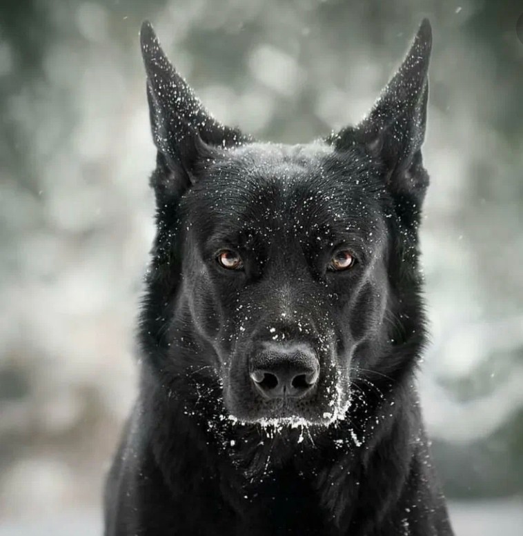 Create meme: german shepherd black angry, black german shepherd aesthetics, black german shepherd